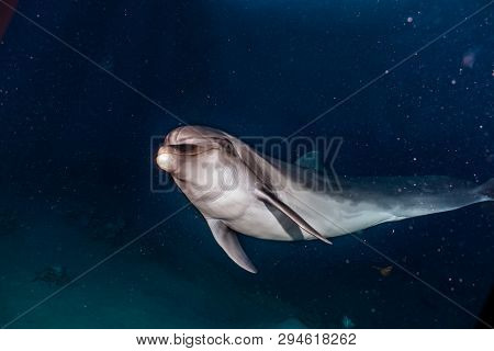 Dolphin Swimming In The Red Sea, Eilat Israel