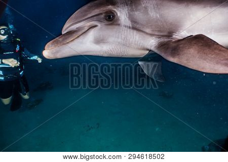 Dolphin Swimming In The Red Sea, Eilat Israel
