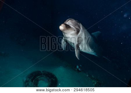 Dolphin Swimming In The Red Sea, Eilat Israel