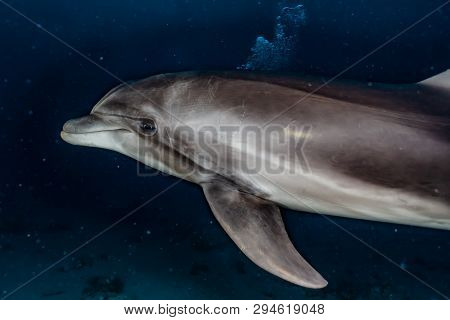 Dolphin Swimming In The Red Sea, Eilat Israel