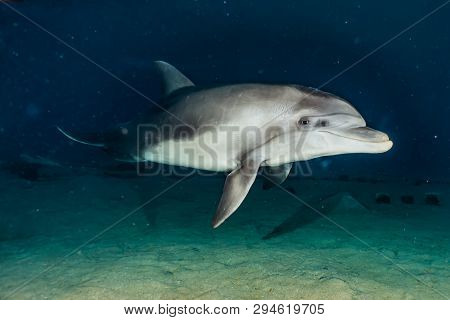 Dolphin swimming in the Red Sea, Eilat Israel