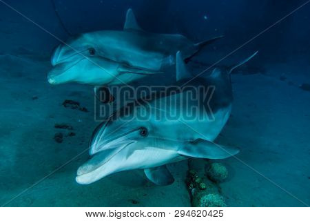Dolphin Swimming In The Red Sea, Eilat Israel