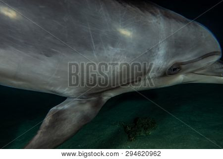 Dolphin Swimming In The Red Sea, Eilat Israel