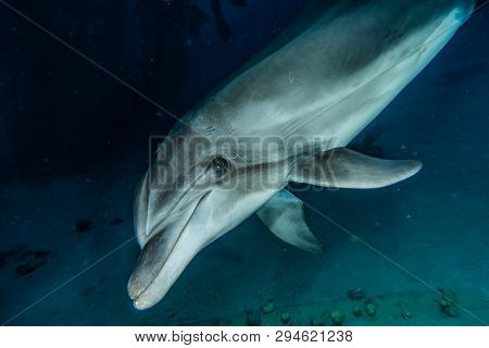 Dolphin Swimming In The Red Sea, Eilat Israel