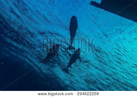 Dolphin Swimming In The Red Sea, Eilat Israel