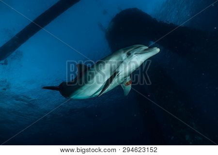 Dolphin Swimming In The Red Sea, Eilat Israel
