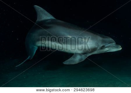 Dolphin Swimming In The Red Sea, Eilat Israel