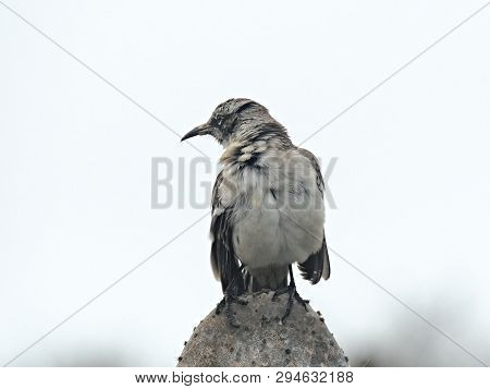 Preening Mockingbird On Isla Genovesa In The Galapagos