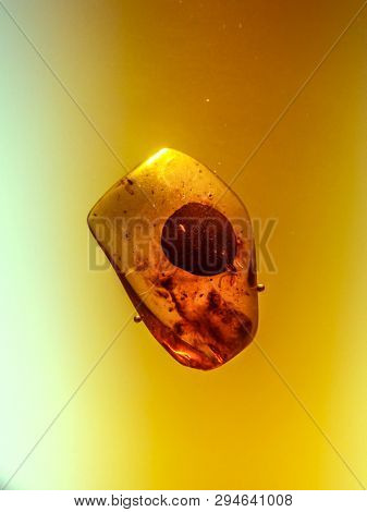 MALBORK, POLAND - 15 AUGUST, 2013: Piece of amber exhibited in museum of Teutonic Malbork castle, Poland. Malbork castle is the largest brick fortress in the world
