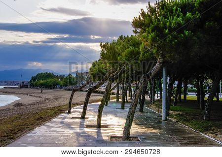Trees On The Embankment In Cambrils Costa Dorada Catalonia Spain