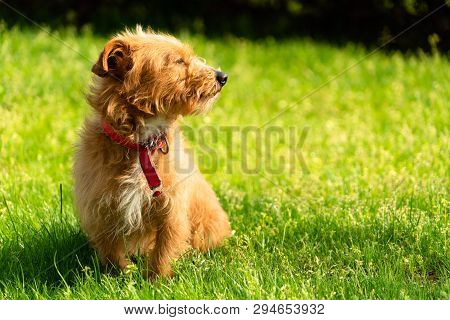 Happy Little Orange Havanese Puppy Dog Sitting In The Green Grass