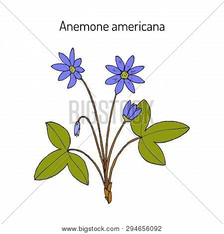 Anemone Americana Hepatica Nobilis , Medicinal Plant. Hand Drawn Botanical Vector Illustration