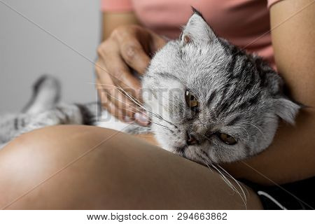 Cat Lying On Lap Happily.