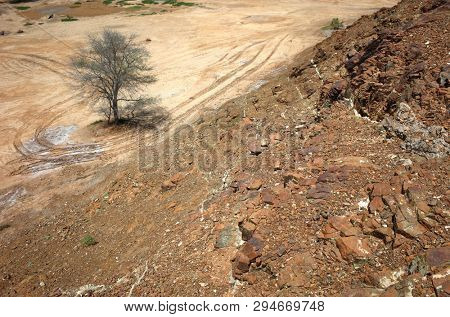 Arabian peninsula nature with one tree in dry landscape, Fujairah, United Arab Emirates