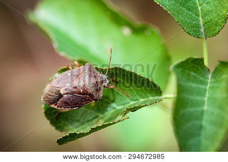 A Bug Or Beetle On A Plant