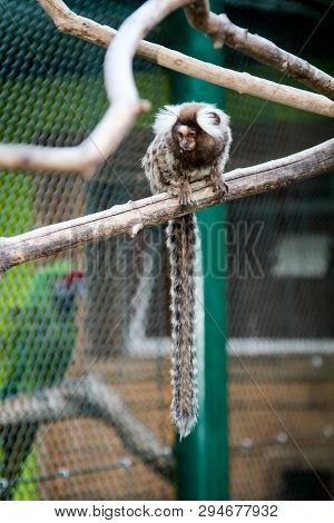It Is A Common Marmoset (callithrix Jacchus)