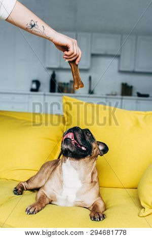 Cropped View Of Woman Giving Bone-shaped Snack To Cute French Bulldog Lying On Yellow Sofa