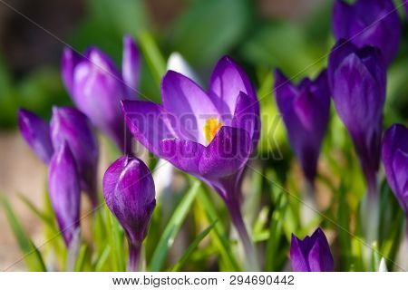 Crocus, Plural Crocuses Or Croci Is A Genus Of Flowering Plants In The Iris Family.
