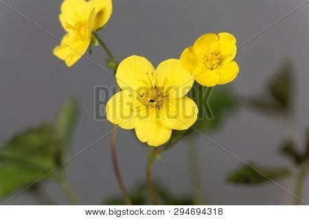 Flower Of The Barren Strawberry Waldsteinia Ternata