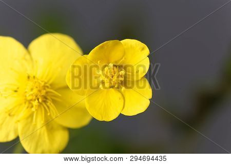 Flower Of The Barren Strawberry Waldsteinia Ternata