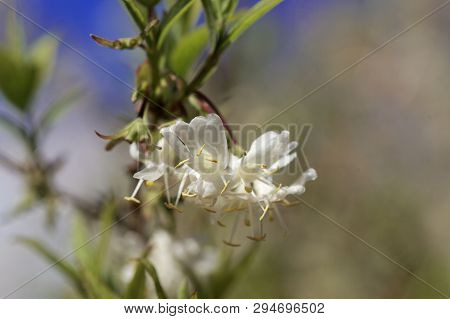 Flowers Of A Fragrant Honeysuckle, Lonicera Fragrantissima