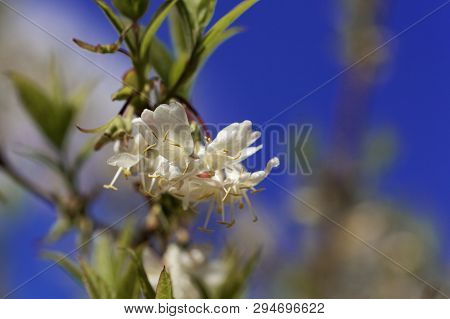 Flowers Of A Fragrant Honeysuckle, Lonicera Fragrantissima