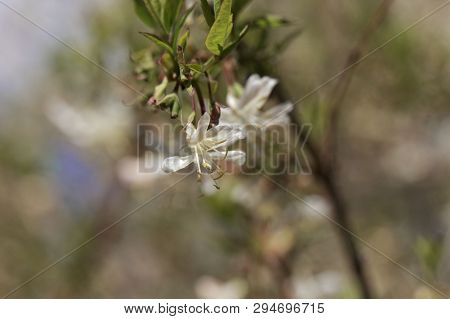Flowers Of A Fragrant Honeysuckle, Lonicera Fragrantissima