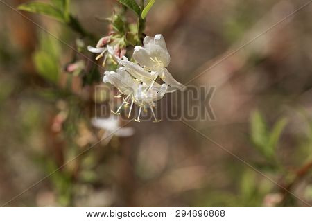 Flowers Of A Fragrant Honeysuckle, Lonicera Fragrantissima