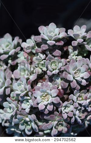 Broadleaf Stonecrop - Latin Name - Sedum Spathulifolium