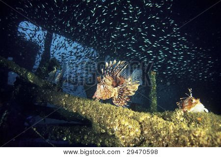 Explorando o diabo Firefish