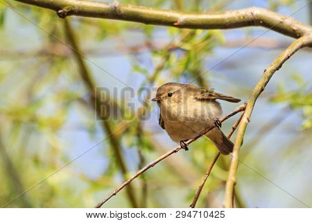 Common Chiffchaff Among Spring Greens On A Tree