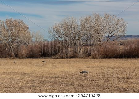 Bosque Del Apache New Mexico, Sandhill Cranes Antigone Canadensis In Field Before Cottonwoods And Ta