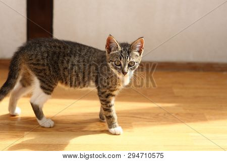 Grey And White Cat Stands In A Baclony On The Floor, White Wall Background