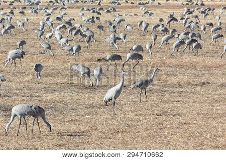 Bosque Del Apache New Mexico, Sandhill Cranes Antigone Canadensis Large Flock In Open Fields, Early 