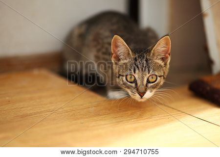 Grey And White Cat Lies In A Baclony On The Floor, White Wall Background