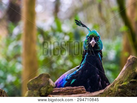 The Face Of A Male Impeyan Pheasant In Closeup, Colorful Bird With Shiny Feathers, Animal From The H