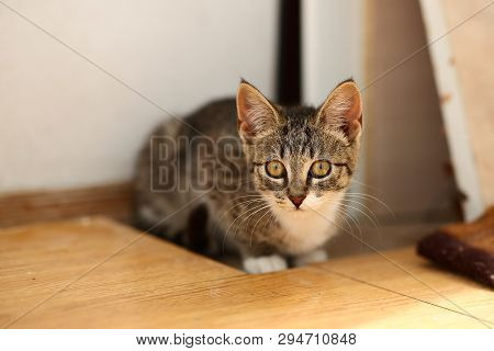 Grey And White Cat Lies In A Baclony On The Floor, White Wall Background