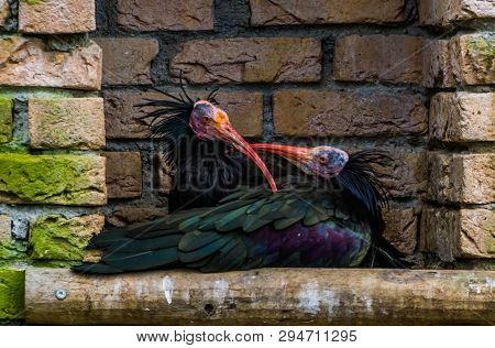 Love Couple Of Northern Bald Ibises Together, Endangered Birds From Africa