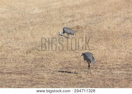Bosque Del Apache New Mexico, Sandhill Cranes Antigone Canadensis Pair In Open Field, Early Morning,