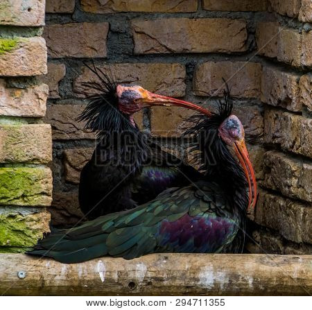 Love Couple Of Northern Bald Ibises Together, One Scratching The Head Of The Other, Funny Animal Beh