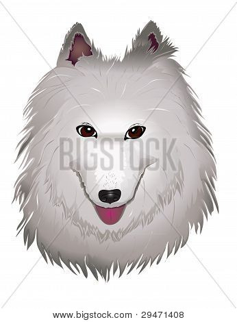 sorrisi di cane bianco Samoyed