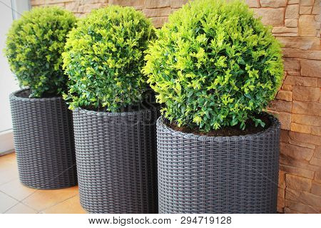 Three Modern Pots With Spherical Trimmed Decorative Buxus Tree .