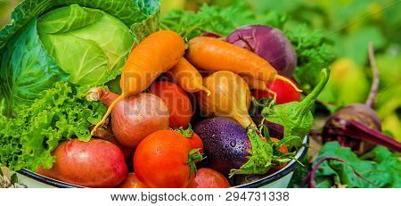 Different Bio Vegetables. Selective Focus. Food Nature.