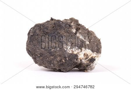 Owl - Bird Of Prey, Dropping
