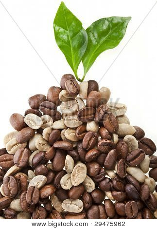 bunke uristet og brun kaffebønner med blade cofee træ, på hvid baggrund