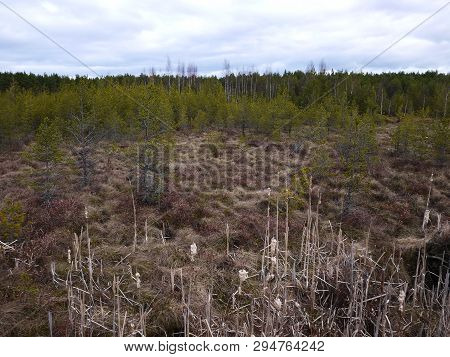 Swamp And Moss In Spring.  This Is What A Swamp Looks Like When The Snow Melts. Details And Close-up