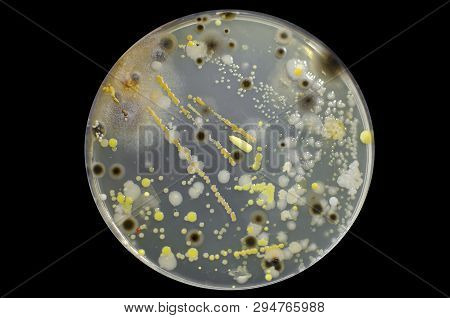 Colonies Of Different Bacteria And Mold Fungi Grown On Petri Dish With Nutrient Agar, Close-up View.