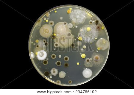 Colonies Of Different Bacteria And Molds From Atmospheric Air Grown On Petri Dish With Nutrient Agar