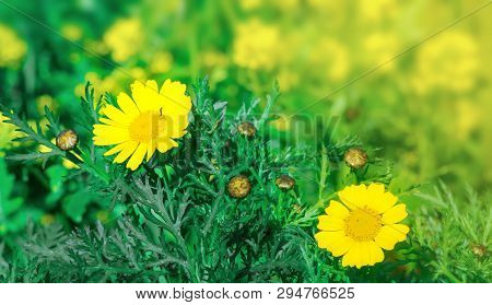 Glade With Bright Yellow Blooming Daisies. Spring Floral Background