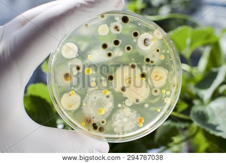 Researcher Hand In Glove Holding Petri Dish With Colonies Of Different Bacteria And Molds On Natural
